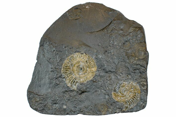 Dactylioceras Ammonite Cluster - Posidonia Shale, Germany #169449
